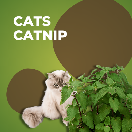 Cats Catnip